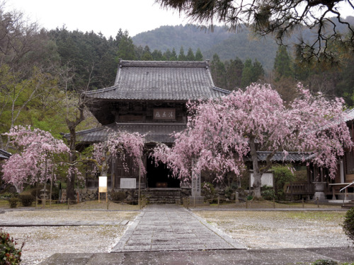 todayintokyo:isao-takeda:2017年4月15日　大同寺　兵庫県朝来市山東町向かって左側の八重紅枝垂れですが・・・今年の大雪で折れてしまったそうです。Daidō-ji in Hy