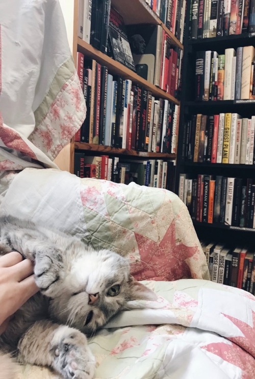 vocative:[08.15.18] Independent bookshops are 10x better when there are cats to pet. 