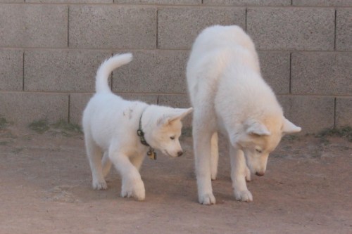 XXX dragonsandbutts:  6woofs:  Follow the Leader! photo