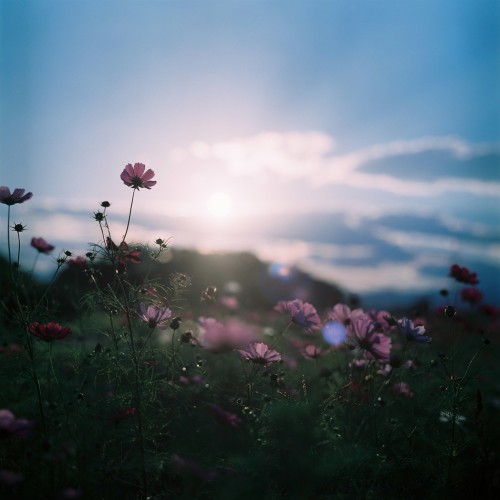 imiging:  - 秋桜日和Photograph by NRnr-photo-g.tumblr.comBlog / Flickr   