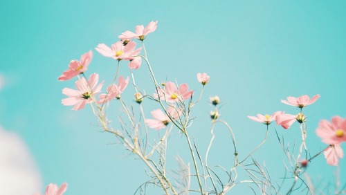 Healing Of The Sky And Flowers.