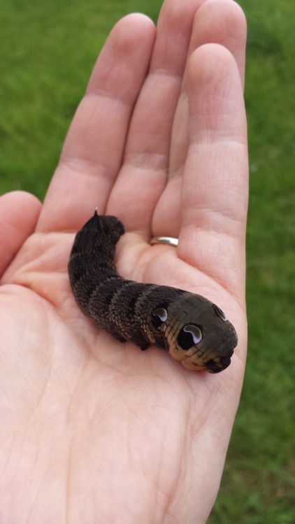 Found a lime hawk moth (Mimas tiliae) caterpillar yesterday on my walk home from work, and an elepha