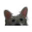 ellitem