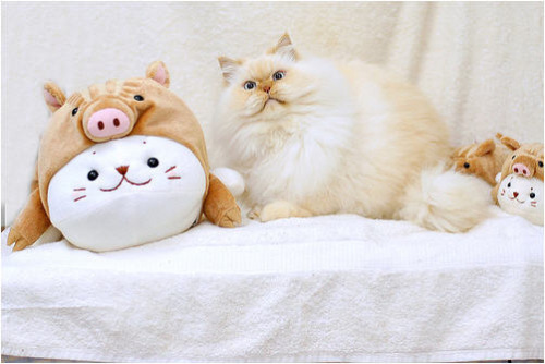 fantasticcatadventures:Fruit the Himalayan Cat