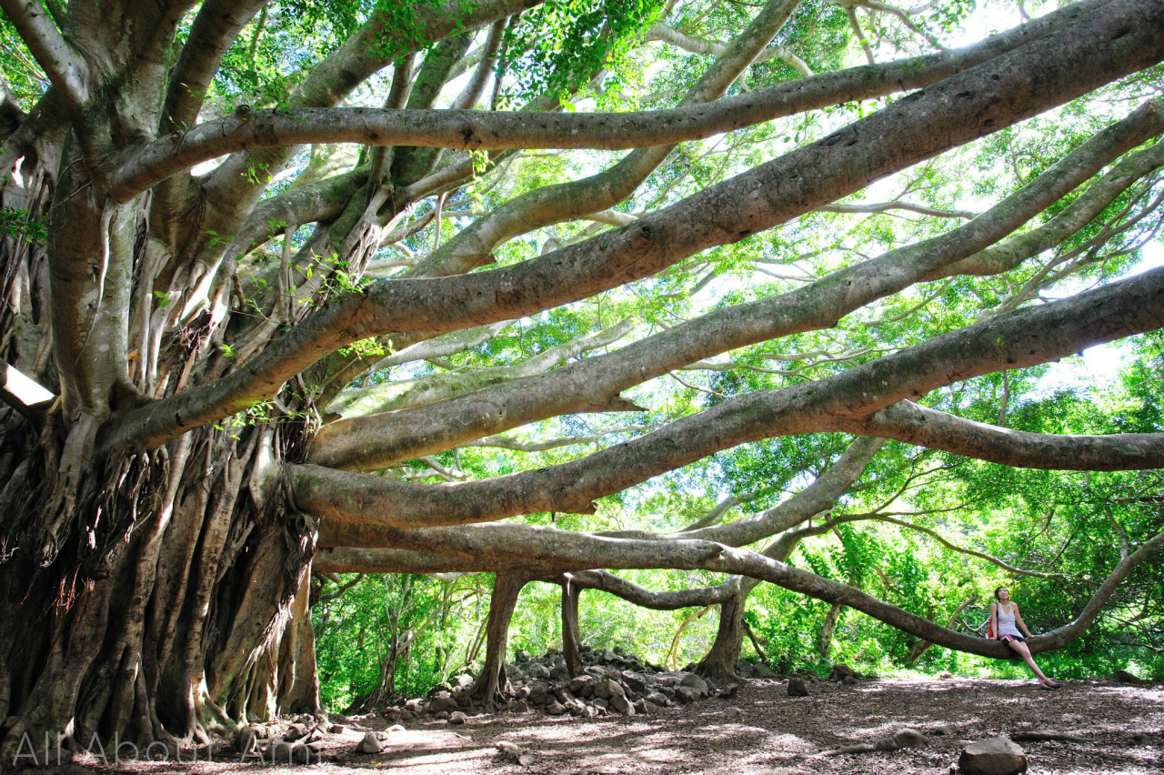 Be back soon! We are off vacationing in one of our favourite places in the world where the banyan trees are plentiful. This is one of my favourite travel photos from two years ago when we did the most beautiful hike ever (that’s me sitting on the...