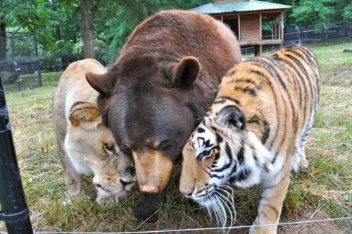 awwww-cute:  “For 13 years, Baloo, Leo and Shere Khan have been best friends. The three animals, who live at Noah’s Ark Animal Sanctuary in Georgia [USA], were rescued as cubs from a drug dealer who kept them as pets. In the wild, the three species