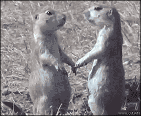quotes-and-gifs:  feeling sad? look at this baby animal blog!