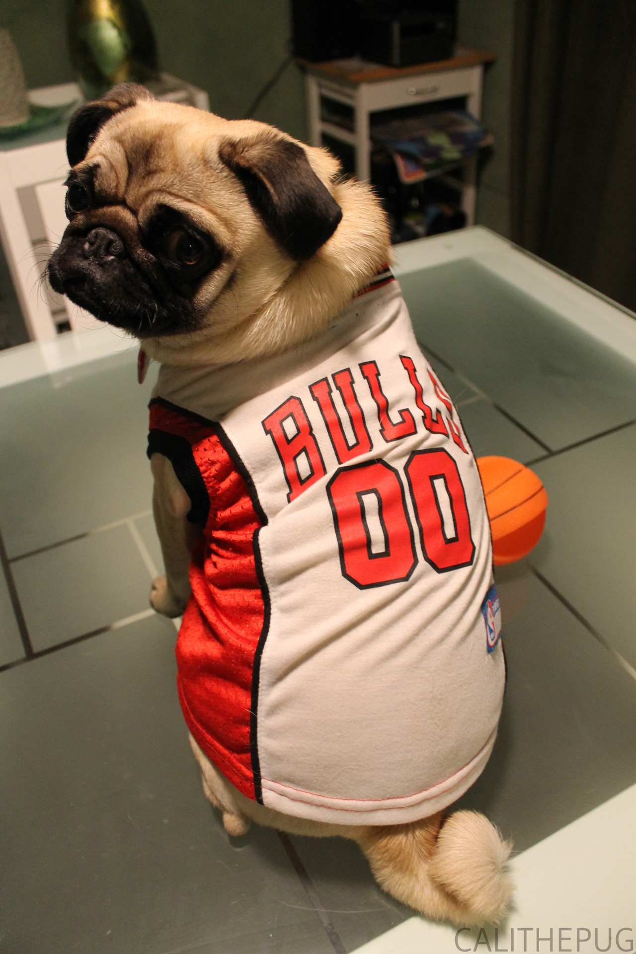 calithepug:  I’m MC Hammer fly, You can’t touch, J’s so fly I should work
