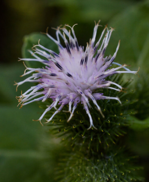                                      The Mighty Burdock Plant                                       