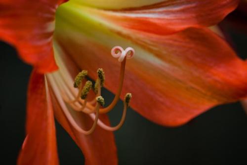 Close up of the stigma and anthers of a flower in my garden [4752x3168][OC]