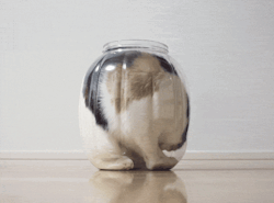 thebabyanimals:  beautiful blog full of baby animals!