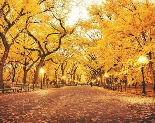 nythroughthelens: Autumn. Elm trees laden with gold in Central Park, New York City. ✨ (at Central Pa