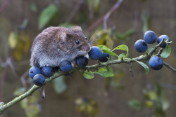 milk5:owls-n-elderberries:Bank Vole (Clethrionomys glareolus) by phil winter on Flickr.   Each berry is very large to her….