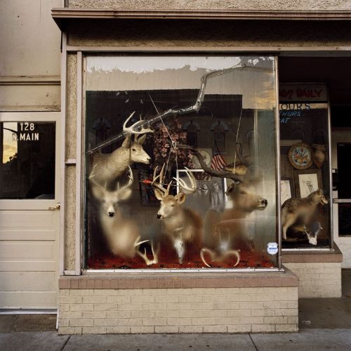 joeinct:Untitled, Martinsville, Indiana (Deer Heads Inside Foggy Window), Photo by Phil Bergerson, 2
