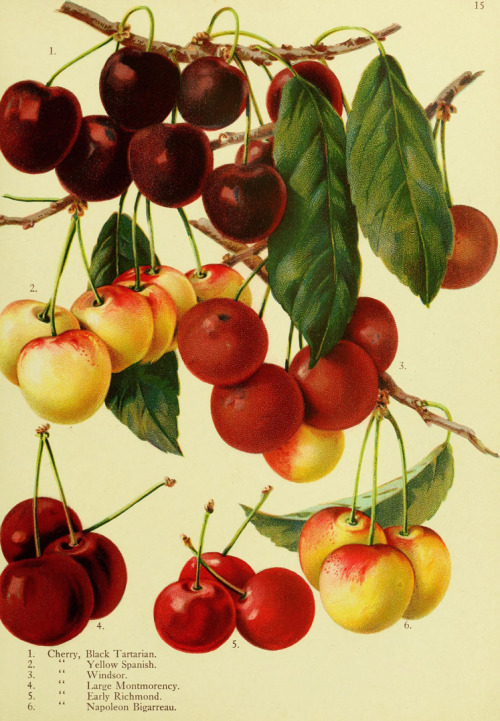 Cherries, from Trees and plants for the world out of doors, 1909. Brown Brothers, Rochester, USA. Vi