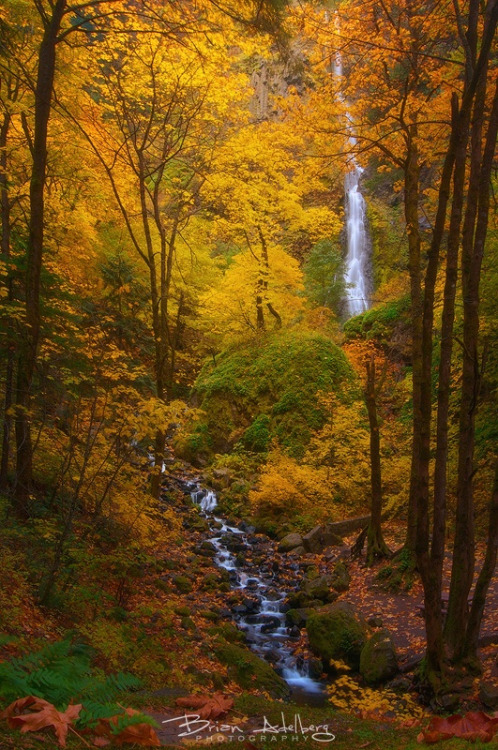 drxgonfly: Autumns Palette. (by Brian Adelberg)
