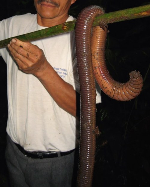 This giant earthworm worm was found in extremely rich forest soil in the foothills of the Sumaco Vol