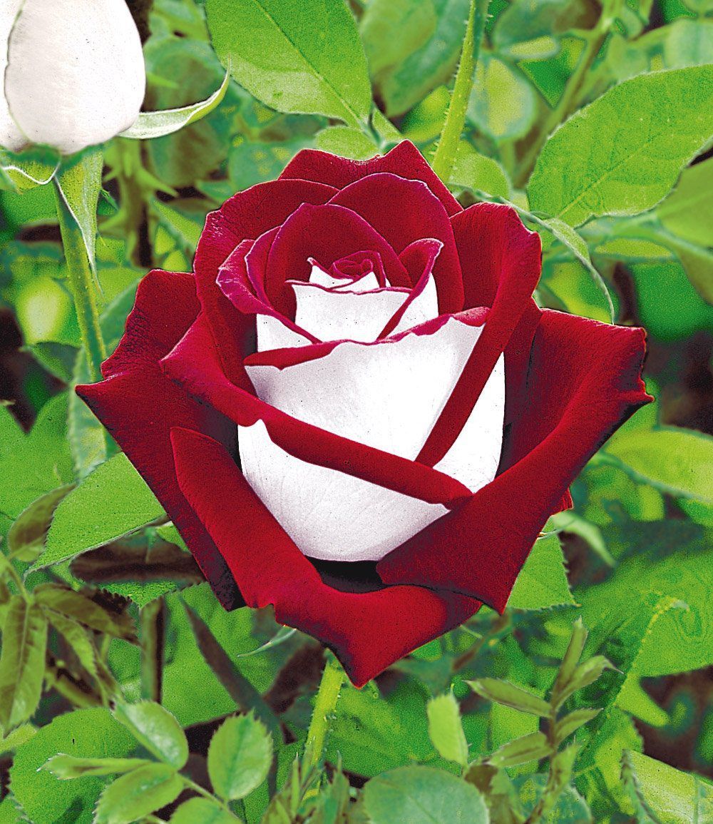 sixpenceee:The Osiria Rose has a exquisite colour combination. The petals are blood-red