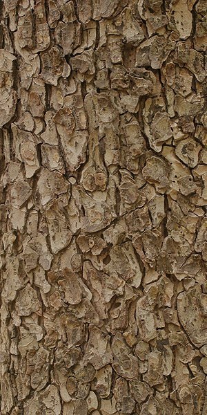 botanical-inspiration:Beauty and variety of tree bark [source]