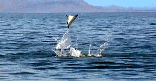 thedreadedempath:  trynottodrown:  moonpin:  thegreenwolf:  tearun:  Ah yes the majestic flapflaps…  Wait, are those breaching mantas?  no they are the majestic flapflaps  new species: flapflaps  Scientific name: Flappy flapflaps   This will NEVER get