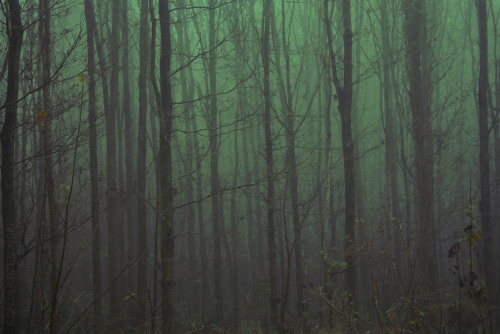 creepy forests