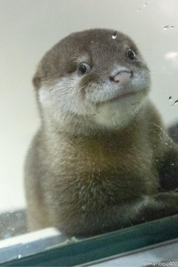dailyotter:  Otter Pup Tries to Look Natural