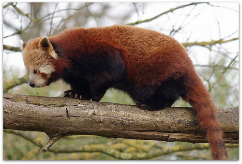 Red PandaThe red panda is the only of its genus. It is related to the common Giant panda, however, v