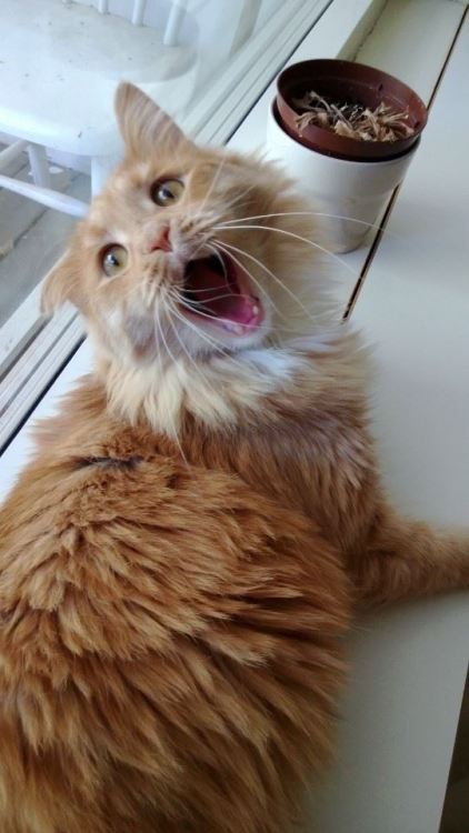 cuteness-daily:Cats have the greatest emoticon faces ever.