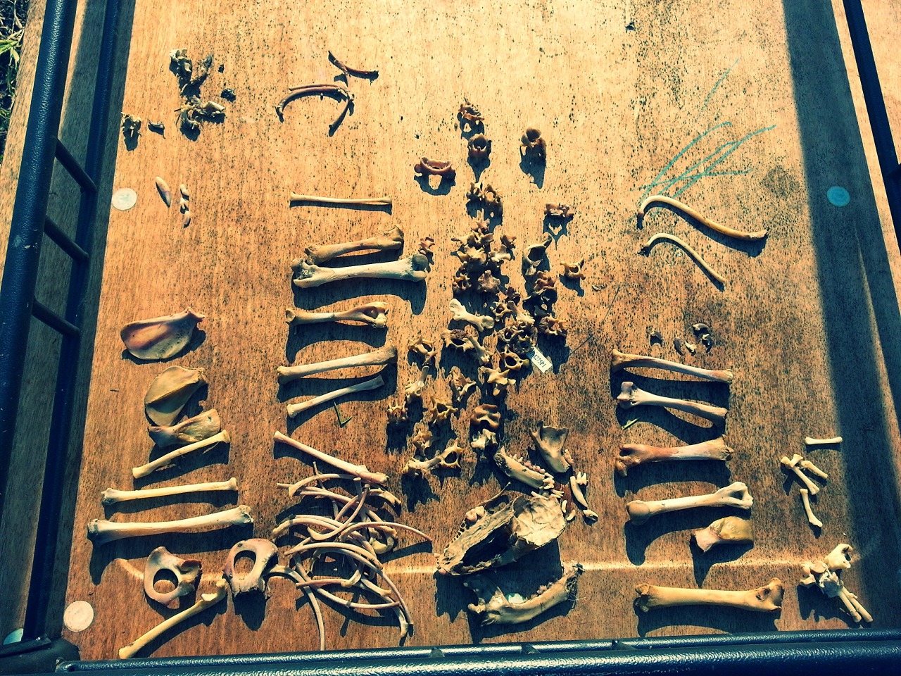 bonesetcetera:  jnasty36:  Checked my maceration buckets and these are the bones