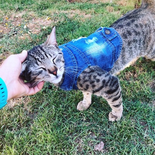 I got my cat a denim vest, and now my life has reached its zenith. 