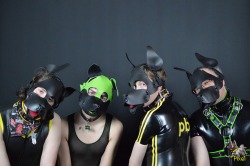 puppixel:  Some of the pups from Social. Aren’t they cute.   Left to right we have Pix, Ankyrin, Puppyboy and @pupdh 