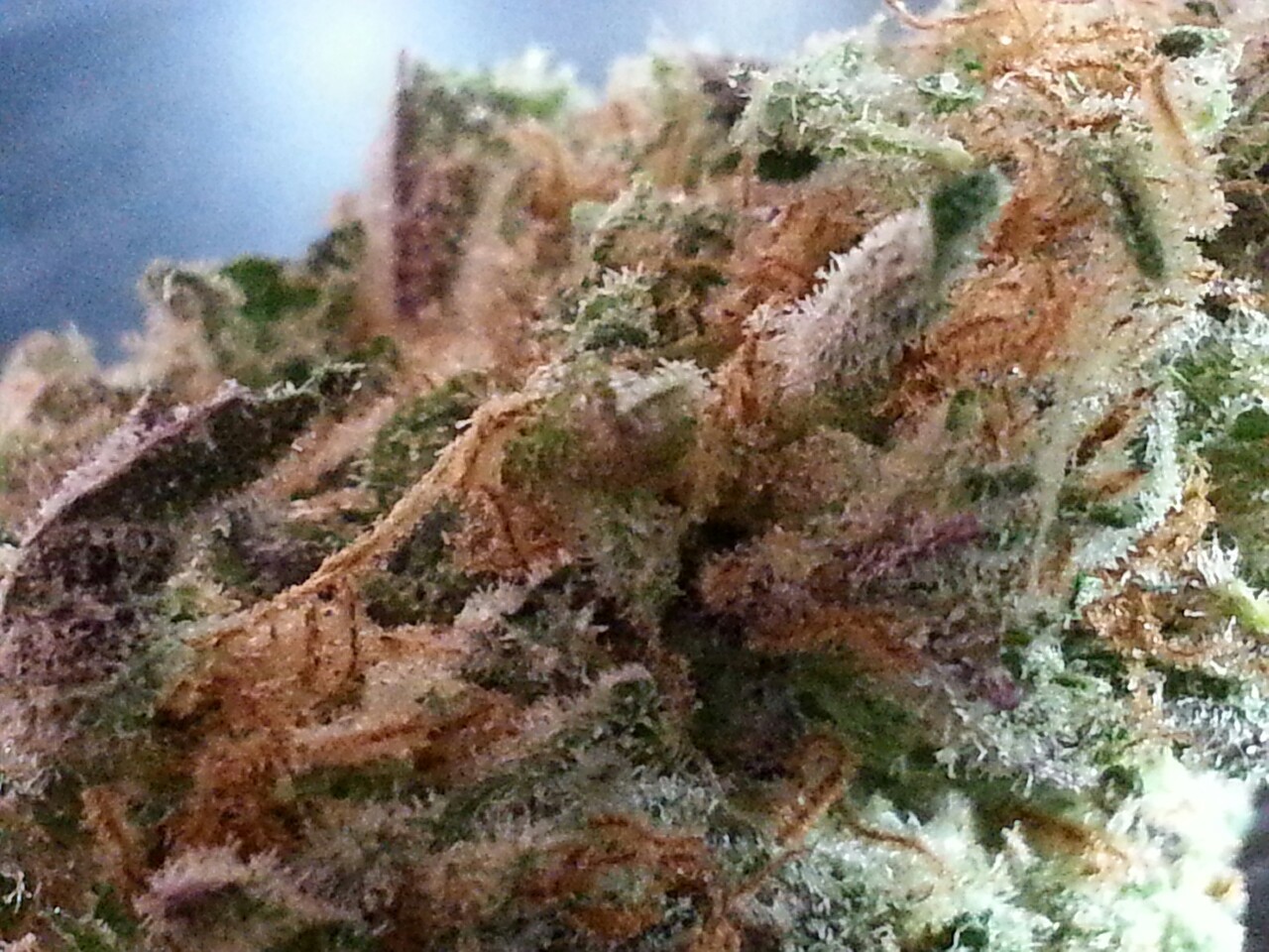 smoketogethighcustheworldissolow:Just look at it 😍