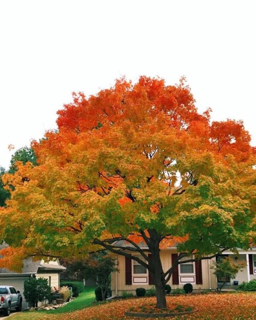 coffee-on-a-rainyautumn:jaubaius:  This tree has a perfect fall gradient  ✨Magnificent✨