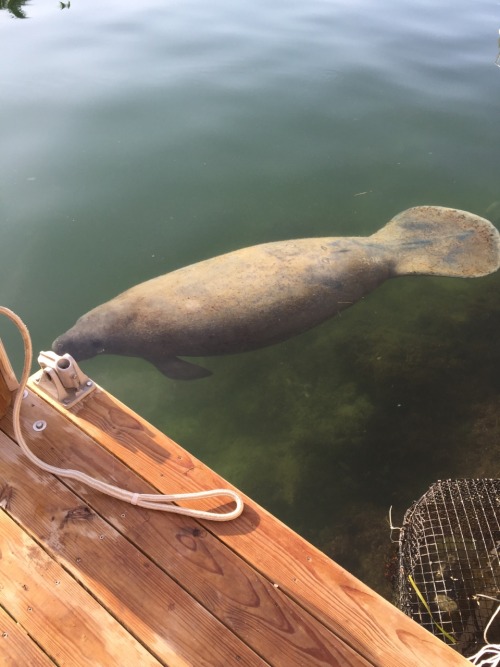 pixilate:Saw a manatee today right by our vacation house! Probably the coolest thing ever