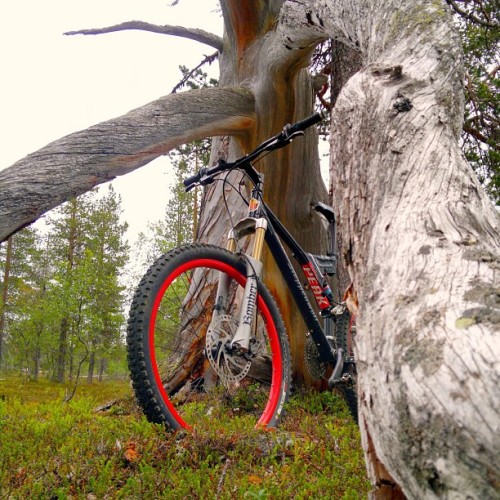 janijohansen: #midsummer #mtb #saariselka #lapland (at Saariselkä)