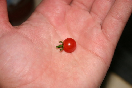 neogeotorpedo:  THERE ARE TOMATOES THE SIZE OF A PEA CALLED “SPOON TOMATOES” PLEASE LOOK AT THIS    THEY ARE IN FACT THE WORLDS SMALLEST TOMATO AND YOU CAN BUY THE SEEDS HERE AND HERE.             