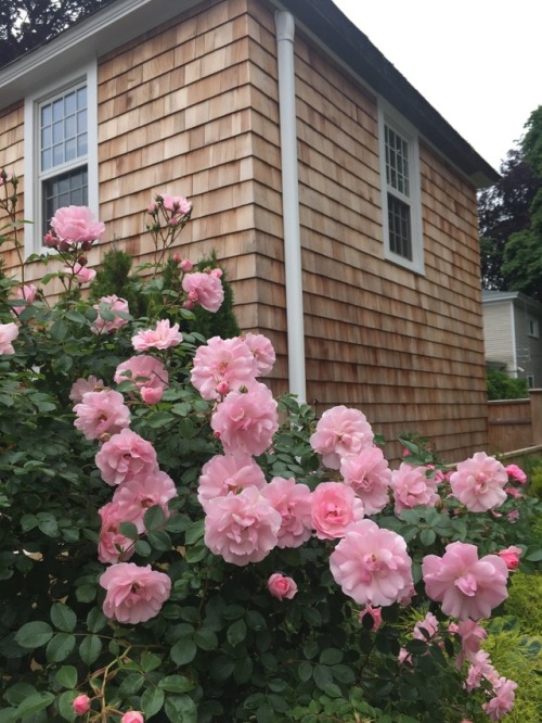 All of these roses, blooming at once!