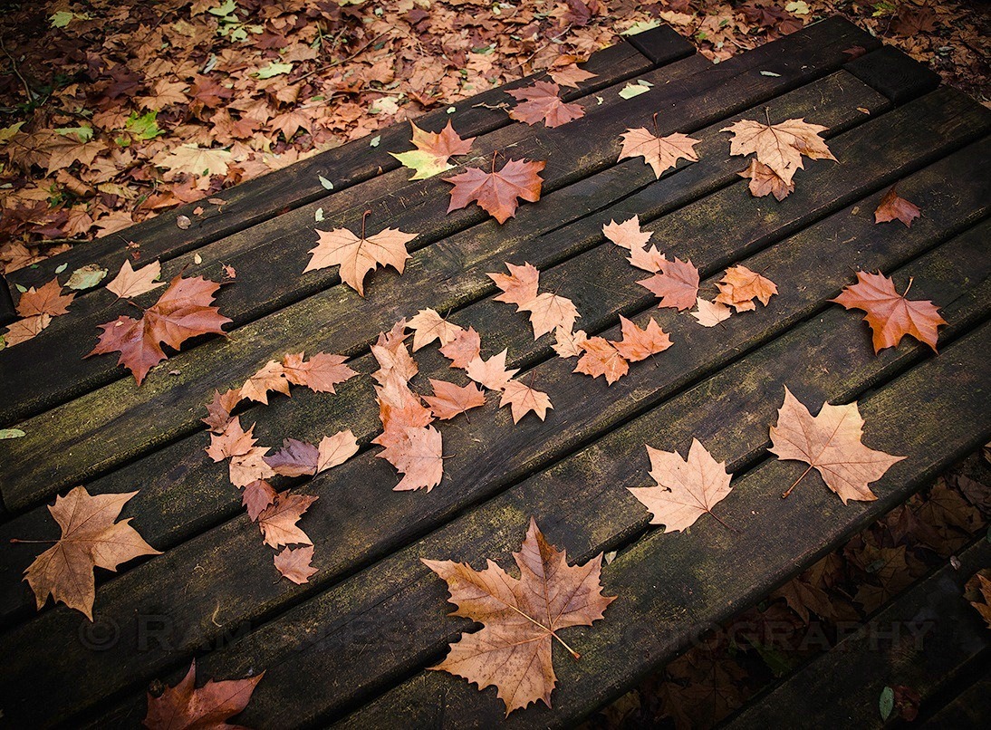 Autumn Cozy