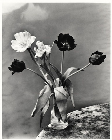 XXX adreciclarte:  by Nobuyoshi Araki    Lovely photo