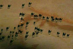 stunningpicture:  This is a picture taken directly above these camels in the desert during sunset. Look closely, the camels are the little white lines in the picture. The black you see are just the shadows! 