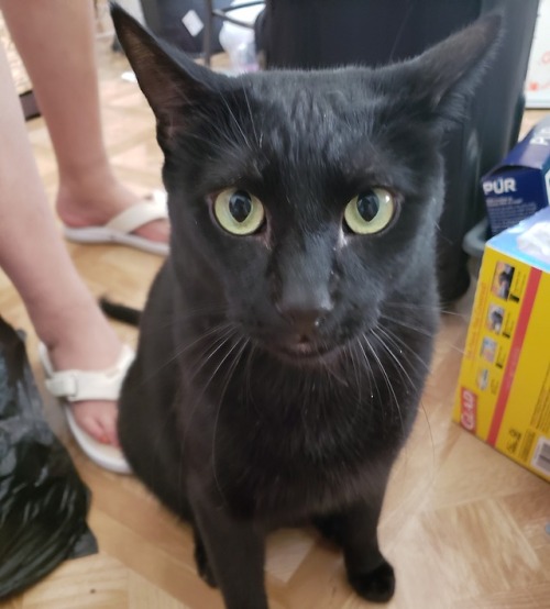 pertaterswithcheese: Just an FYI. This is my sweet boi Toothless. He loves you and wants you to keep