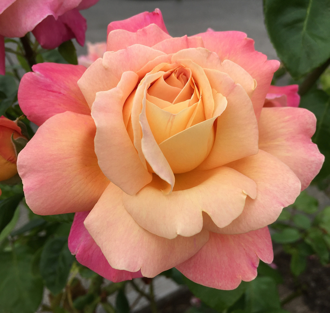andantegrazioso:Perfect gradation |    	Suzanne 	  	 						 			     