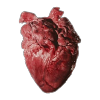 transparensies:anatomical hearts i