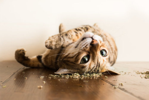 orbeavariegata:Cats High On Catnip x