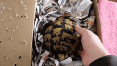 jaidefinichon:Tortoise Unboxing. [video]