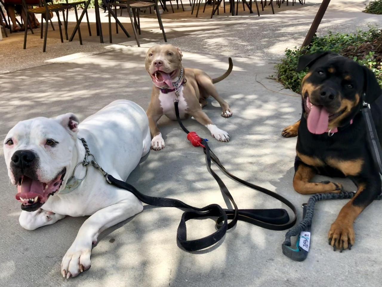 awwww-cute:  A bulldog, a pitbull and a rottweiler walked into a bar… And they