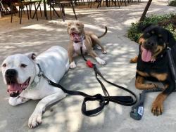 awwww-cute:  A bulldog, a pitbull and a rottweiler