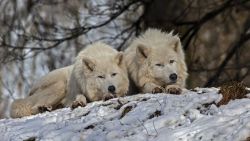 Beautiful Wolves