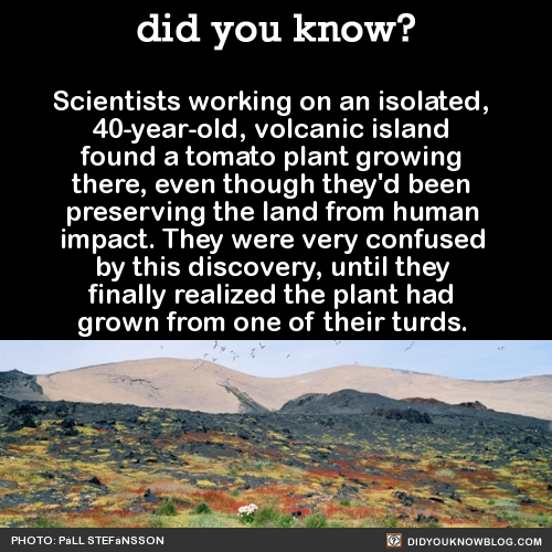 did-you-kno:  Scientists working on an isolated, 40-year-old, volcanic island found a tomato plant growing there, even though they’d been preserving the land from human impact. They were very confused by this discovery, until they finally realized the