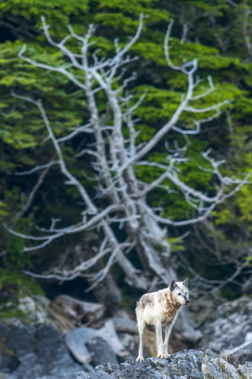 wolveswolves:  Photographer zooms in on the unique coastal wolves of British Columbia  Wolves living on the coastline of the Pacific Northwest are so specialized that they are considered an unofficial subspecies of the Gray wolf (Canis lupus). Conservatio